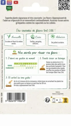 Ipomée Géante Scarlet Ohara Vilmorin - graines à semer