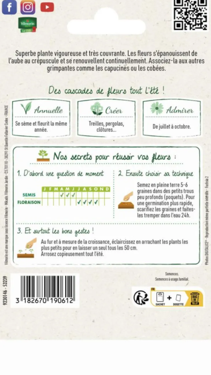 Ipomée Géante Scarlet Ohara Vilmorin - graines à semer