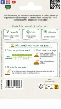 Ipomée Volubilis Pourpre Vilmorin - graines à semer