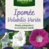 Ipomée Volubilis Variée Vilmorin - graines à semer