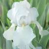 Iris des jardins Glacier - Le pot de 1 litre