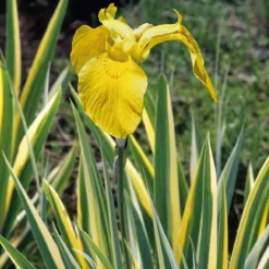 Iris des marais à feuillage panaché godet 9x9 cm