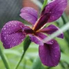 Iris des rives godet 9x9 cm