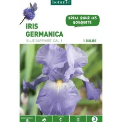 Iris Germanica Blue Sapphire bleu botanic® - 1 bulbe