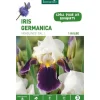 Iris Germanica Hadlines violet et blanc botanic® - 1 bulbe