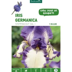 Iris Germanica Stepping Out violet et blanc botanic® - 1 bulbe