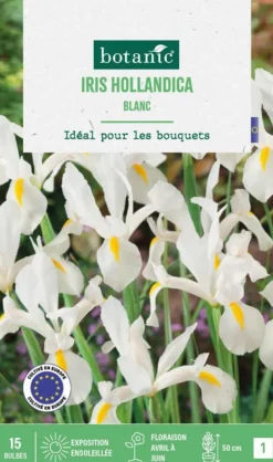 Iris hollande coloris blanc botanic® - 15 bulbes
