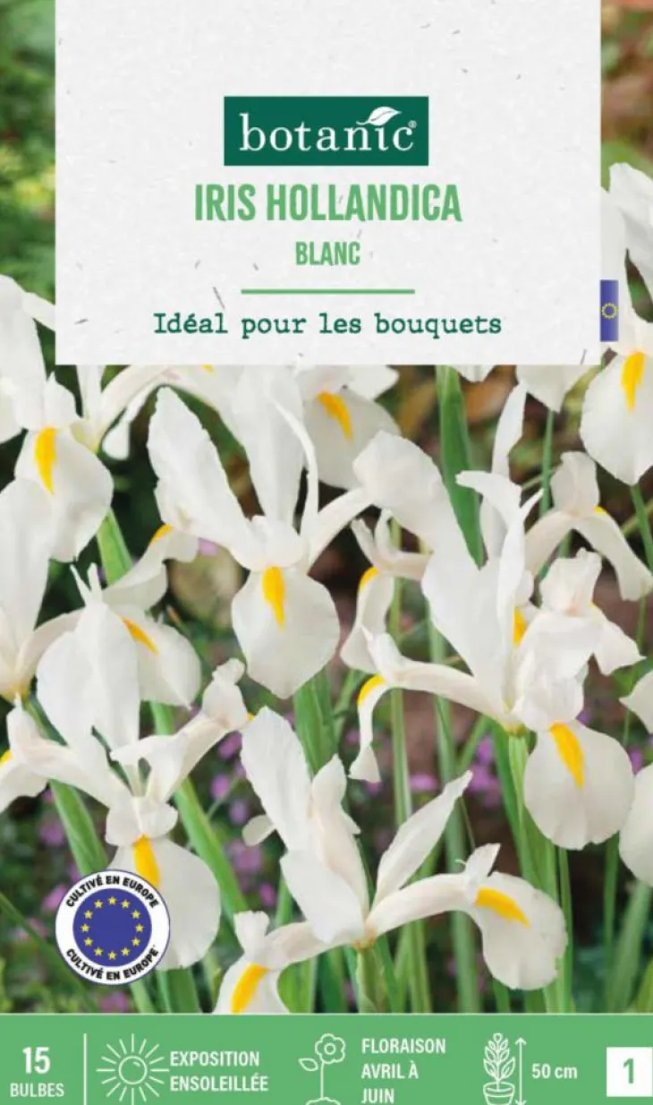 Iris hollande coloris blanc botanic® - 15 bulbes