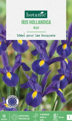 Iris hollande coloris bleu botanic® - 15 bulbes