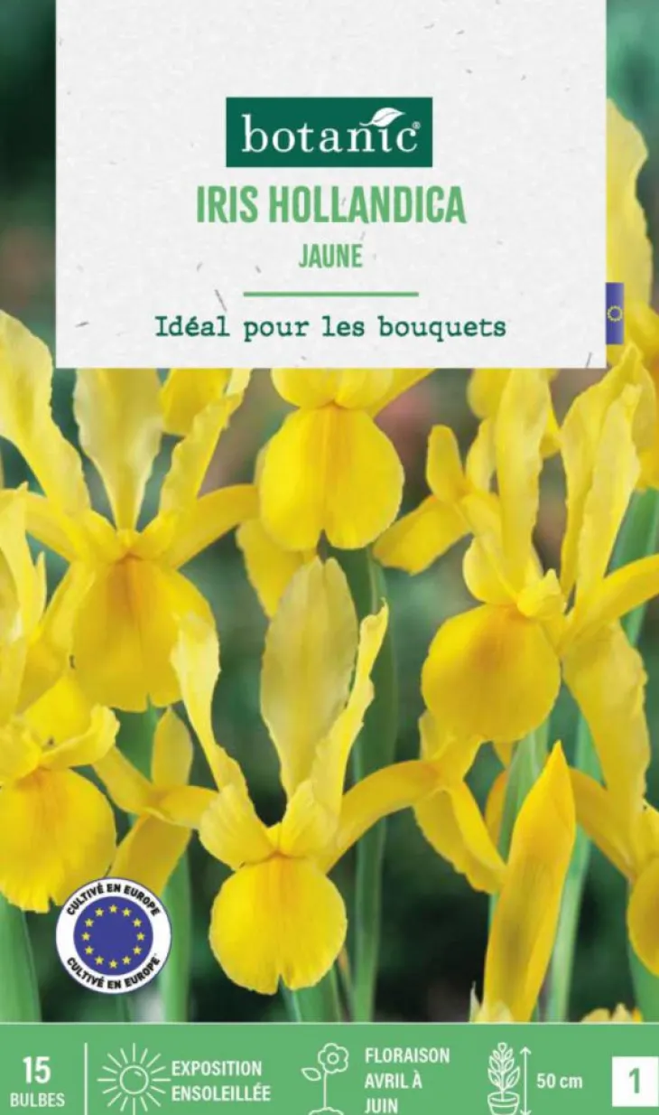 Iris hollande coloris jaune botanic® - 15 bulbes