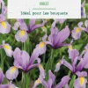 Iris hollande coloris violet botanic® - 15 bulbes
