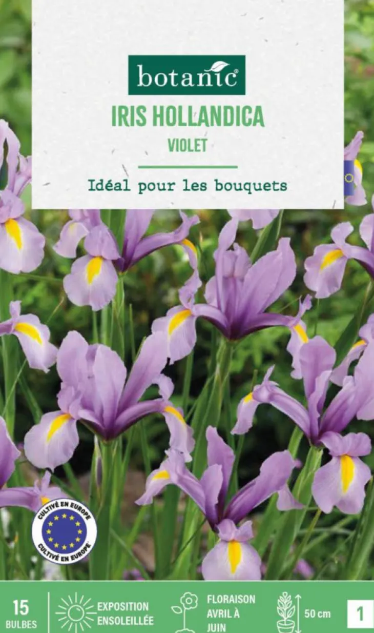 Iris hollande coloris violet botanic® - 15 bulbes