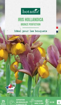 Iris hollandica bronze perfection botanic® - 25 bulbes