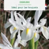 Iris hollandica casablanca botanic® - 25 bulbes