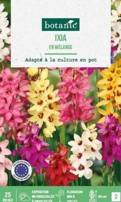 Ixia hybride en mélange botanic® - 25 bulbes