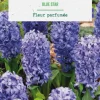 Jacinthe blue star botanic® - 3 bulbes