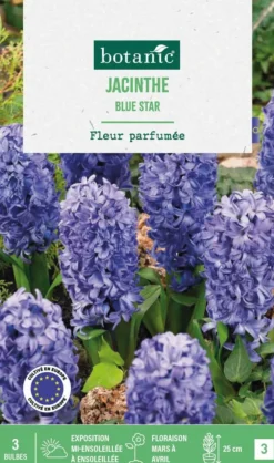 Jacinthe blue star botanic® - 3 bulbes