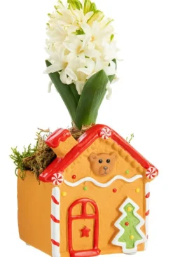 Jacinthe composition hiver pot pain d’épice carré - Ø 7,5 cm