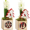 Jacinthe composition hiver pot bois carré – Ø 8 cm
