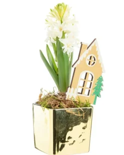 Jacinthe en cache-pot doré - Ø 8 cm
