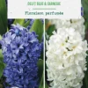 Jacinthe en mélange coloris bleu et blanc botanic® - 4 bulbes