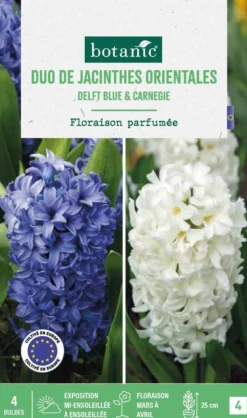 Jacinthe en mélange coloris bleu et blanc botanic® - 4 bulbes