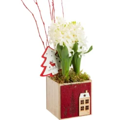 Jacinthe en pot feutrine rouge