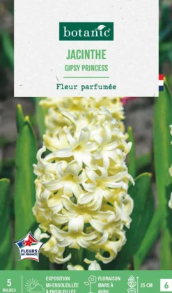 Jacinthe gipsy princess botanic® - 5 bulbes