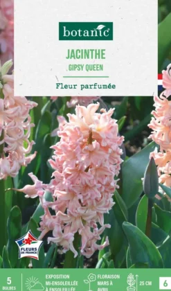 Jacinthe gipsy queen botanic® - 5 bulbes
