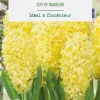 Jacinthe interieur city of haarlem botanic® - 2 bulbes