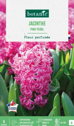 Jacinthe pink pearl botanic® - 5 bulbes