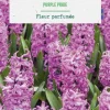 Jacinthe purple pride botanic® - 3 bulbes
