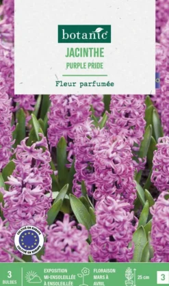 Jacinthe purple pride botanic® - 3 bulbes