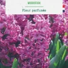 Jacinthe woodstock botanic® - 5 bulbes