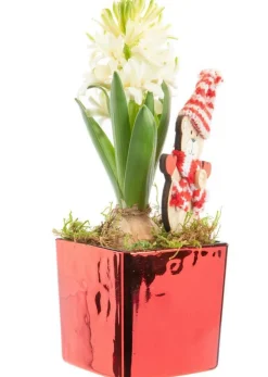 Jacinthe x 1 pot carré rouge laqué - 8 x 8 cm