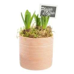 Jacinthe x 3 pot en terre lignes blanches - Ø 14 cm