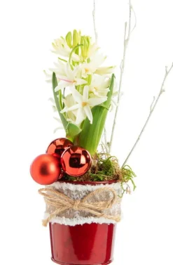 Jacinthe x 1 pot zinc rouge ruban textile - Ø 8 cm