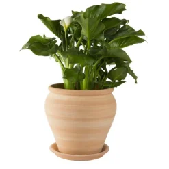 Jarre en terre cuite claire - D32 x H36