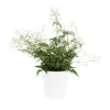 Jasmin blanc d’hiver (JASMINUM POLYANTHUM) ø12 X H30 cm