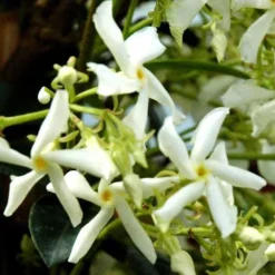 Jasmin étoilé. Le pot de 10 litres