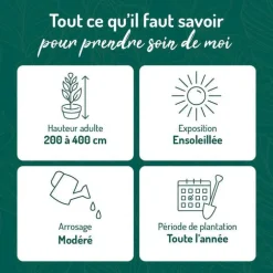 Jasmin étoilé. Le pot de 1,3 litres