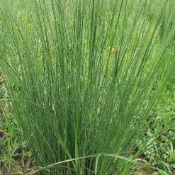 Jonc des jardiniers godet 9x9 cm