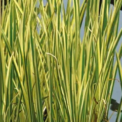 Jonc odorant panaché godet 9x9 cm