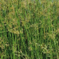 Jonc épars godet 9x9 cm