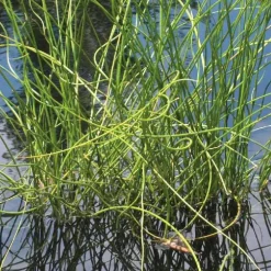 Jonc spiralé godet 9x9 cm