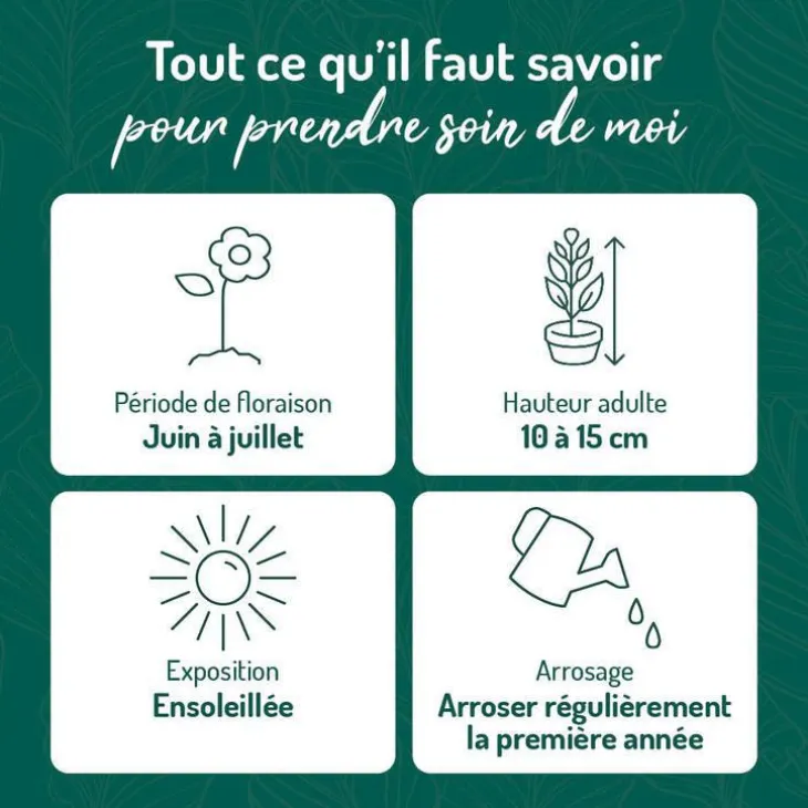 Joubarbe Arachnoideum - Le pot de 9 x 9 cm