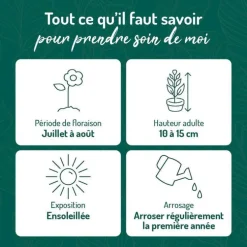 Joubarbe Calcareum - Le pot de 9 x 9 cm