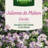 Julienne de Mahon Variée Vilmorin - graines à semer