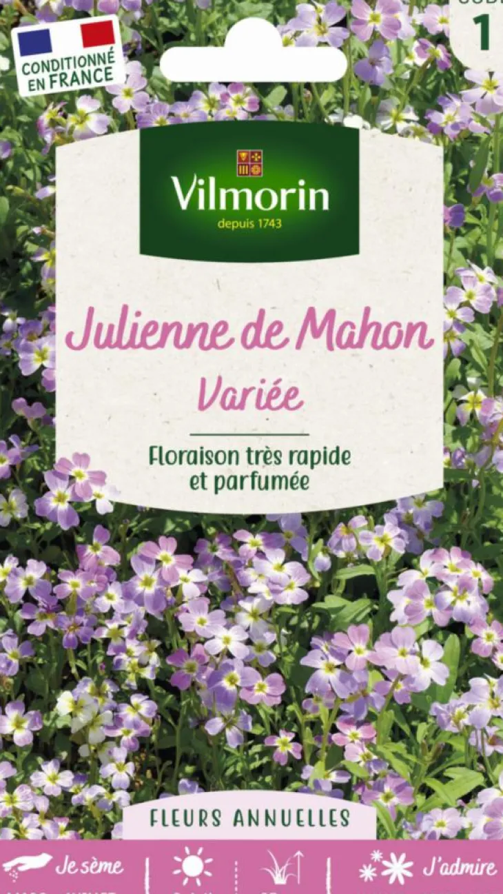 Julienne de Mahon Variée Vilmorin - graines à semer