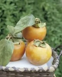 Kaki Diospyros Vainiglia coloris orange - 35 L